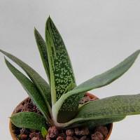 Интернет магазин кактусов и суккулентов кактуспозитив - Gasteria cv. Little Warty. Гастерия Маленькая Бородавка