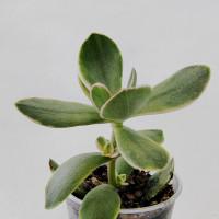 Интернет магазин кактусов и суккулентов кактуспозитив - Crassula atropurpurea var. watermeyeri variegata