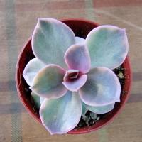 Интернет магазин кактусов и суккулентов кактуспозитив - Echeveria 'Rainbow'