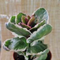 Интернет магазин кактусов и суккулентов кактуспозитив - Kalanchoe blossfeldiana f. Variegata.  Каланхое блоссфельда вариегата