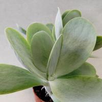 Интернет магазин кактусов и суккулентов кактуспозитив - Kalanchoe thyrsiflora