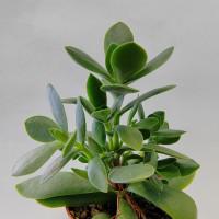 Интернет магазин кактусов и суккулентов кактуспозитив - Crassula atropurpurea var. watermeyeri Rusby