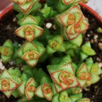 Интернет магазин кактусов и суккулентов кактуспозитив - Crassula Tom Thumb