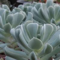 Интернет магазин кактусов и суккулентов кактуспозитив - Echeveria runyonii cv. Topsy-Turvy