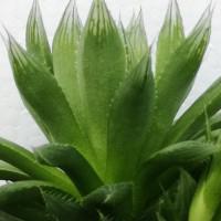 Интернет магазин кактусов и суккулентов кактуспозитив - Haworthia cooperi var.cooperi. Хавортия Купера