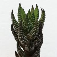 Интернет магазин кактусов и суккулентов кактуспозитив - Haworthia reinwardtii.  Хавортия Рейнвардта