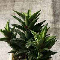 Интернет магазин кактусов и суккулентов кактуспозитив - Haworthia tortuosa 