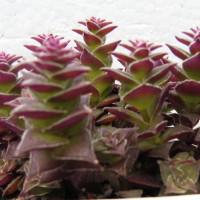 Интернет магазин кактусов и суккулентов кактуспозитив - Crassula capitella var. Corymbulosa