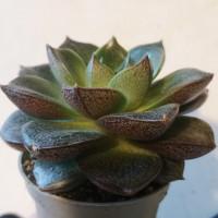 Интернет магазин кактусов и суккулентов кактуспозитив - Echeveria purpusorum. Эхеверия пурпузорум