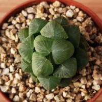 Интернет магазин кактусов и суккулентов кактуспозитив - Haworthia obtusа pilifera