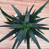 Интернет магазин кактусов и суккулентов кактуспозитив - Haworthia glabrata var. Concolor Хавортия Конколор