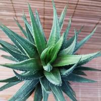 Интернет магазин кактусов и суккулентов кактуспозитив - Haworthia attenuata f. variegate