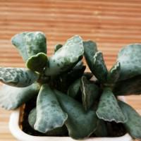 Интернет магазин кактусов и суккулентов кактуспозитив - Adromischus cooperi 