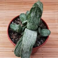 Интернет магазин кактусов и суккулентов кактуспозитив - Gasteria maculata f.variegata