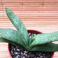 Интернет магазин кактусов и суккулентов кактуспозитив - Gasteria glauca. Гастерия серая        