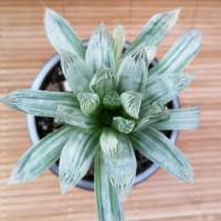 Интернет магазин кактусов и суккулентов кактуспозитив - Haworthia cooperi variegata. Хавортия купера вариегата