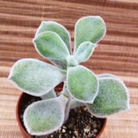 Интернет магазин кактусов и суккулентов кактуспозитив - Echeveria pulvinata Frosty. Эхеверия пульвината Фрост