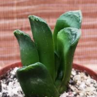 Интернет магазин кактусов и суккулентов кактуспозитив - Haworthia Maughanii           