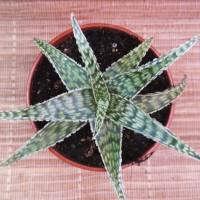 Интернет магазин кактусов и суккулентов кактуспозитив - Aloe sladeniana Х Aloe rauchii