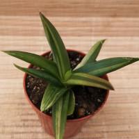 Интернет магазин кактусов и суккулентов кактуспозитив - Aloe Walmsley Bronze variegata