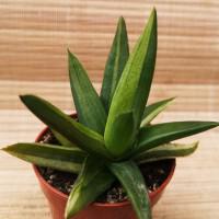 Интернет магазин кактусов и суккулентов кактуспозитив - Aloe Walmsley Bronze variegata