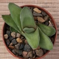 Интернет магазин кактусов и суккулентов кактуспозитив - Gasteria cv. Green ice