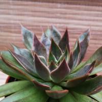 Интернет магазин кактусов и суккулентов кактуспозитив - Echeveria cv. Mensa , Эхеверия Менса