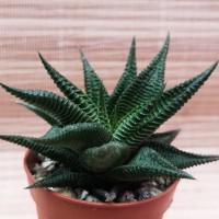 Интернет магазин кактусов и суккулентов кактуспозитив - Haworthia limifolia spiral