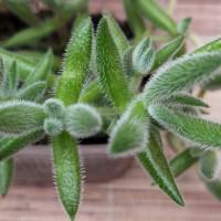 Интернет магазин кактусов и суккулентов кактуспозитив - Crassula mesembryanthemoides