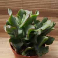 Интернет магазин кактусов и суккулентов кактуспозитив - Crassula arborescens ssp. Undulatifolia Blue Bird