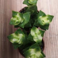 Интернет магазин кактусов и суккулентов кактуспозитив - Crassula perforata variegata