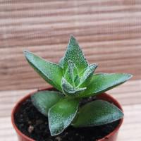 Интернет магазин кактусов и суккулентов кактуспозитив - Crassula Frosty    Крассула Фрости