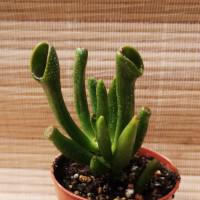 Интернет магазин кактусов и суккулентов кактуспозитив - Crassula  ovata cv. Gollum