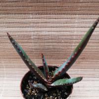 Интернет магазин кактусов и суккулентов кактуспозитив - Aloe erytrophylla