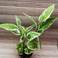 Интернет магазин кактусов и суккулентов кактуспозитив - Pedilanthus variegata