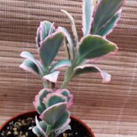 Интернет магазин кактусов и суккулентов кактуспозитив - Kalanchoe fedtschenkoi variegata