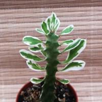 Интернет магазин кактусов и суккулентов кактуспозитив - Euphorbia trigona white variegata