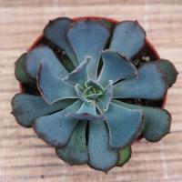 Интернет магазин кактусов и суккулентов кактуспозитив - Echeveria shaviana Truffles    Эхеверия Шавиана Трюфель