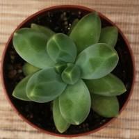 Интернет магазин кактусов и суккулентов кактуспозитив - Pachyphytum compactum 