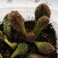 Интернет магазин кактусов и суккулентов кактуспозитив - Adromischus marianae Coral Red                      