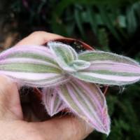 Интернет магазин кактусов и суккулентов кактуспозитив - Tradescantia sillamontana variegata.