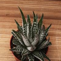 Интернет магазин кактусов и суккулентов кактуспозитив - Haworthia fasciata Alba  