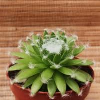 Интернет магазин кактусов и суккулентов кактуспозитив - Sempervivum arachnoideum