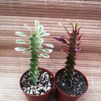 Интернет магазин кактусов и суккулентов кактуспозитив - Euphorbia trigona pink variegata