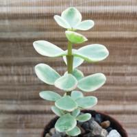 Интернет магазин кактусов и суккулентов кактуспозитив - Portulacaria afra f.variegata