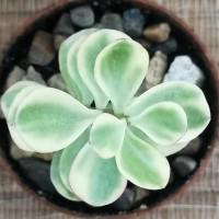 Интернет магазин кактусов и суккулентов кактуспозитив - Portulacaria afra f.variegata