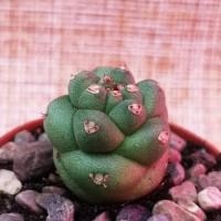 Интернет магазин кактусов и суккулентов кактуспозитив - Euphorbia Ritchiei (Monadenium Ritchiei)