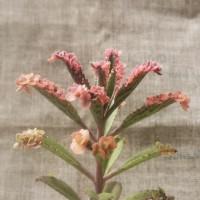 Интернет магазин кактусов и суккулентов кактуспозитив - Kalanchoe serrata variegatа (Pink Butterflies) 