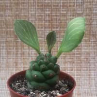 Интернет магазин кактусов и суккулентов кактуспозитив - Euphorbia Ritchiei (Monadenium Ritchiei)