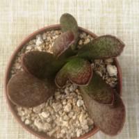 Интернет магазин кактусов и суккулентов кактуспозитив - Adromischus triginus   